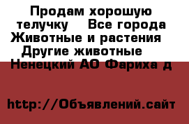 Продам хорошую телучку. - Все города Животные и растения » Другие животные   . Ненецкий АО,Фариха д.